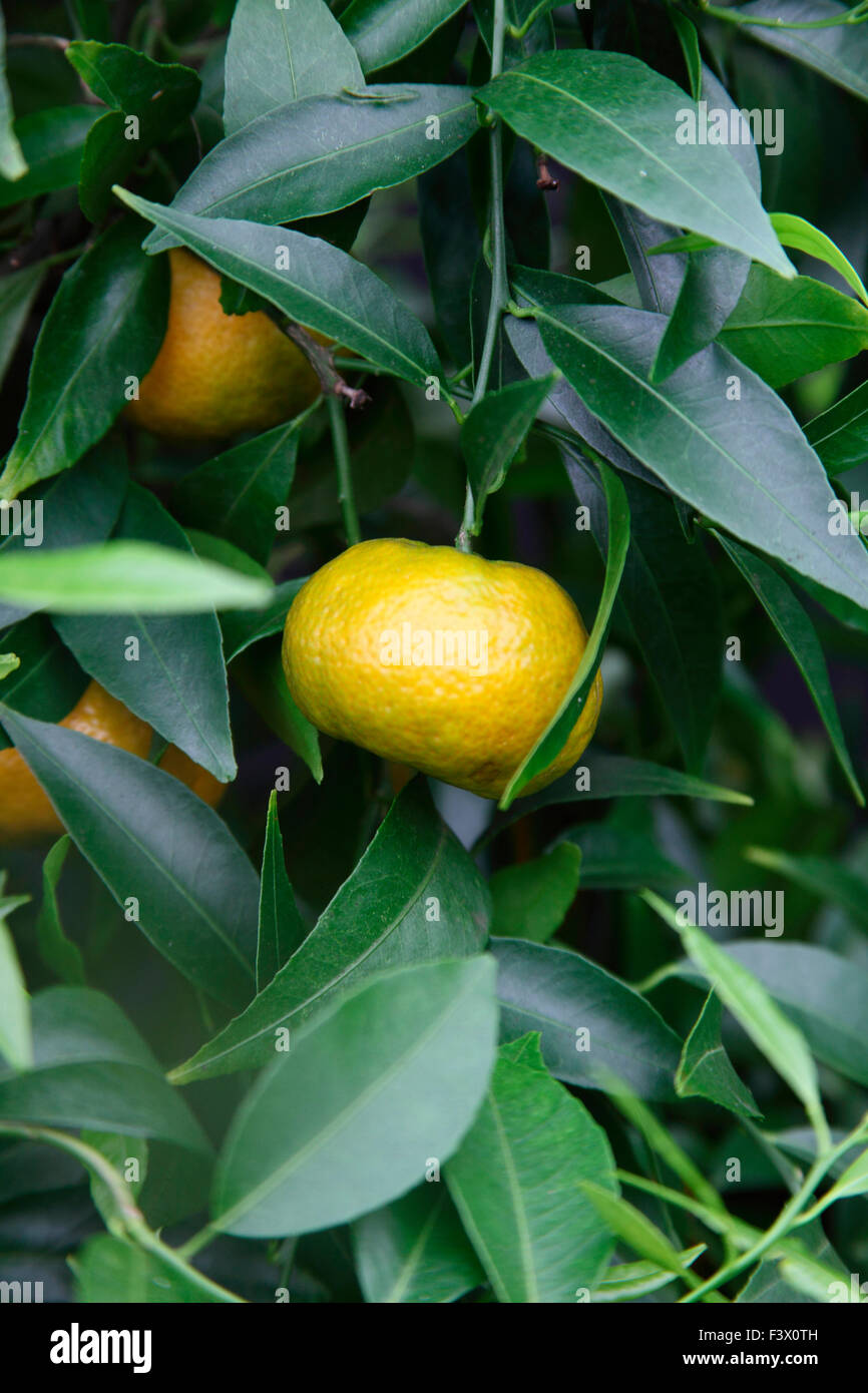 Citrus reticulata bilda Mandarin Orange close up of fruit Stock Photo