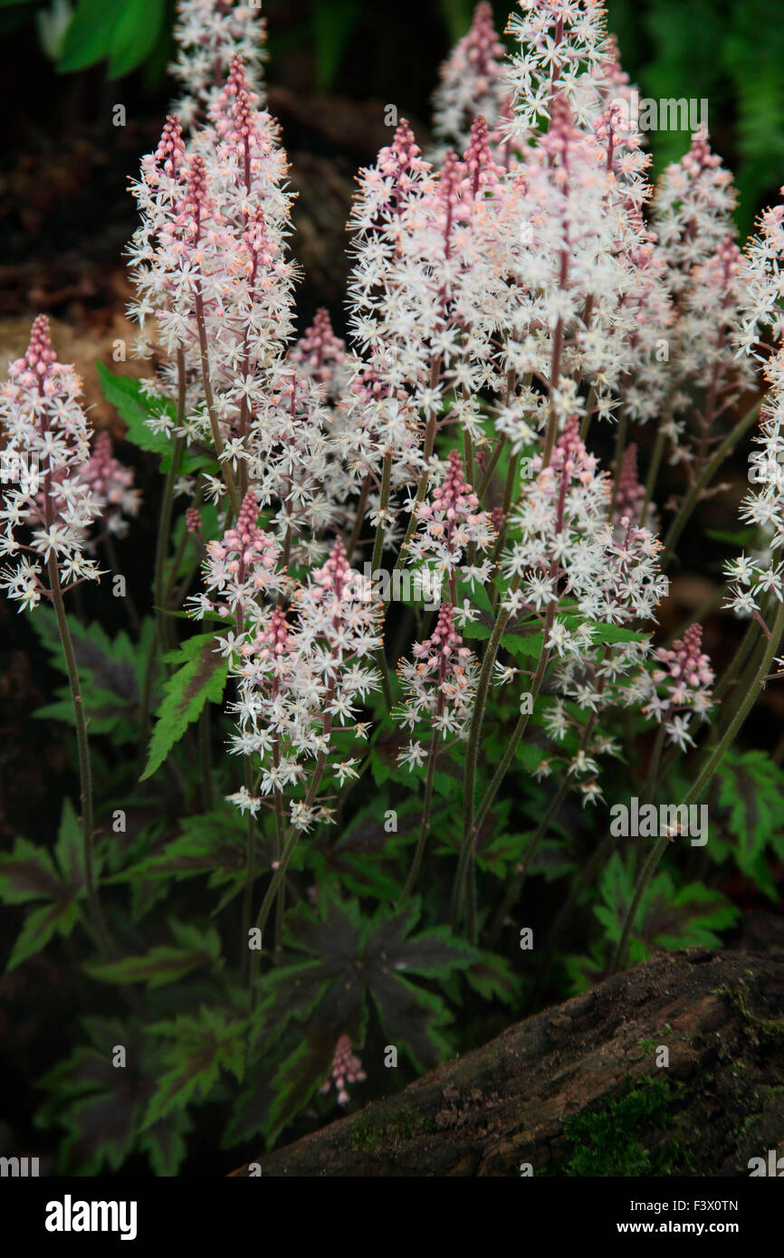 Tiarella 'Sugar and Spice' close up of flowers Stock Photo