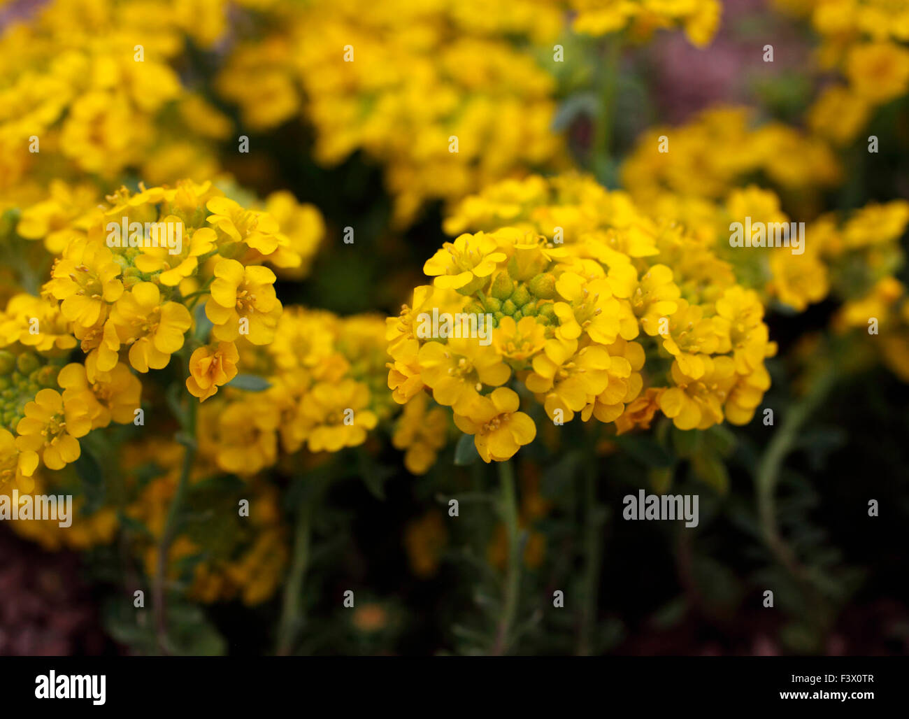 Alyssum wulfenianum close up of flowers Stock Photo