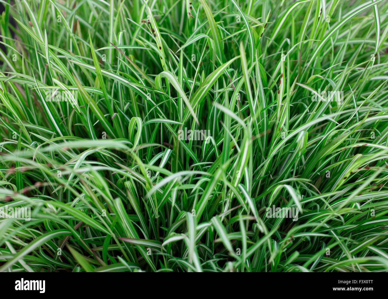 Melica uniflora Variegata close up of plant Stock Photo