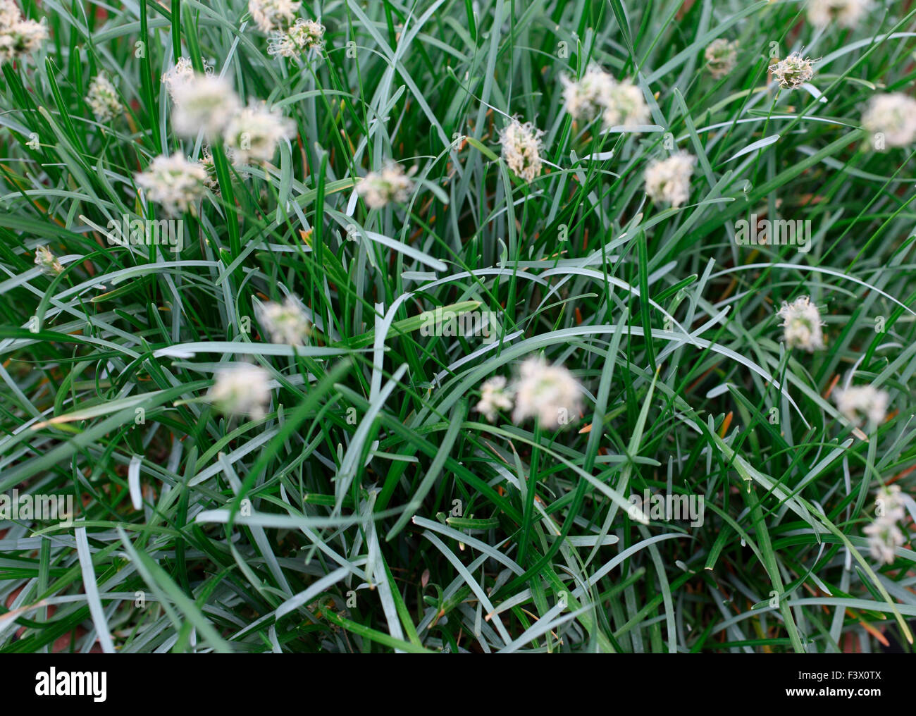 Sesleria caerulea close up of plant Stock Photo