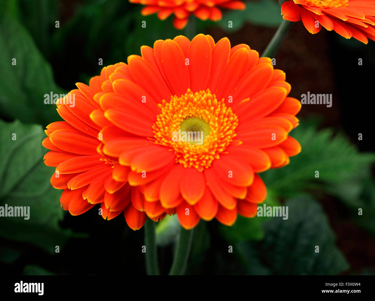 Gerbera 'Springtime' close up of flower Stock Photo