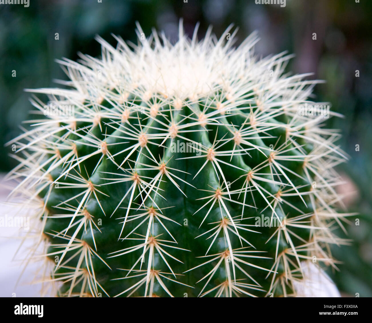 Bunch of giant cactus plants Stock Photo Alamy