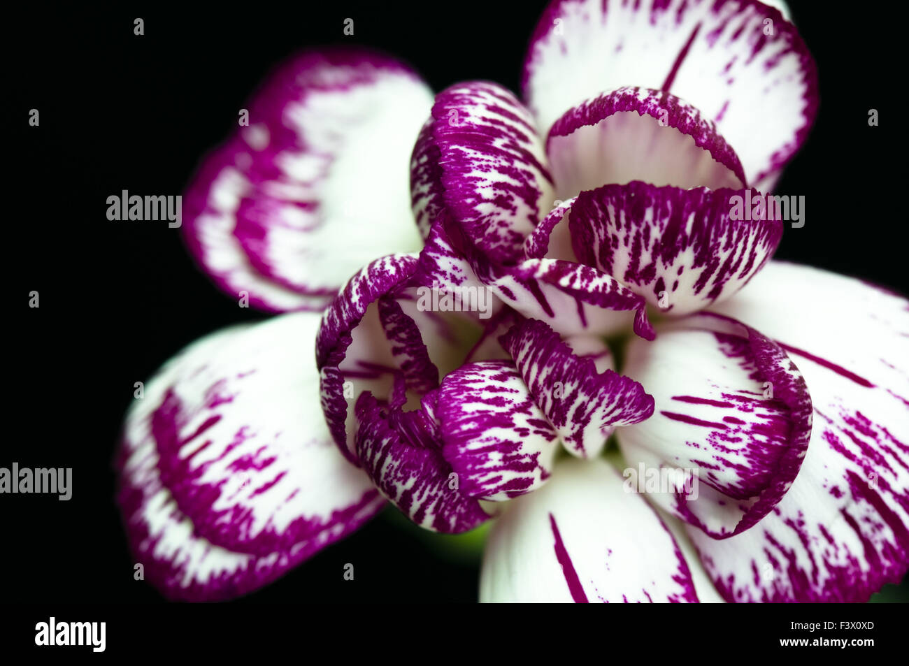 Close shot of carnation over dark background Stock Photo