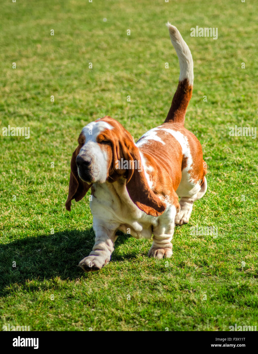 A beautiful, red and white Basset Hound dog walking on the lawn, distinctive for being short-legged, having hanging skin structu Stock Photo