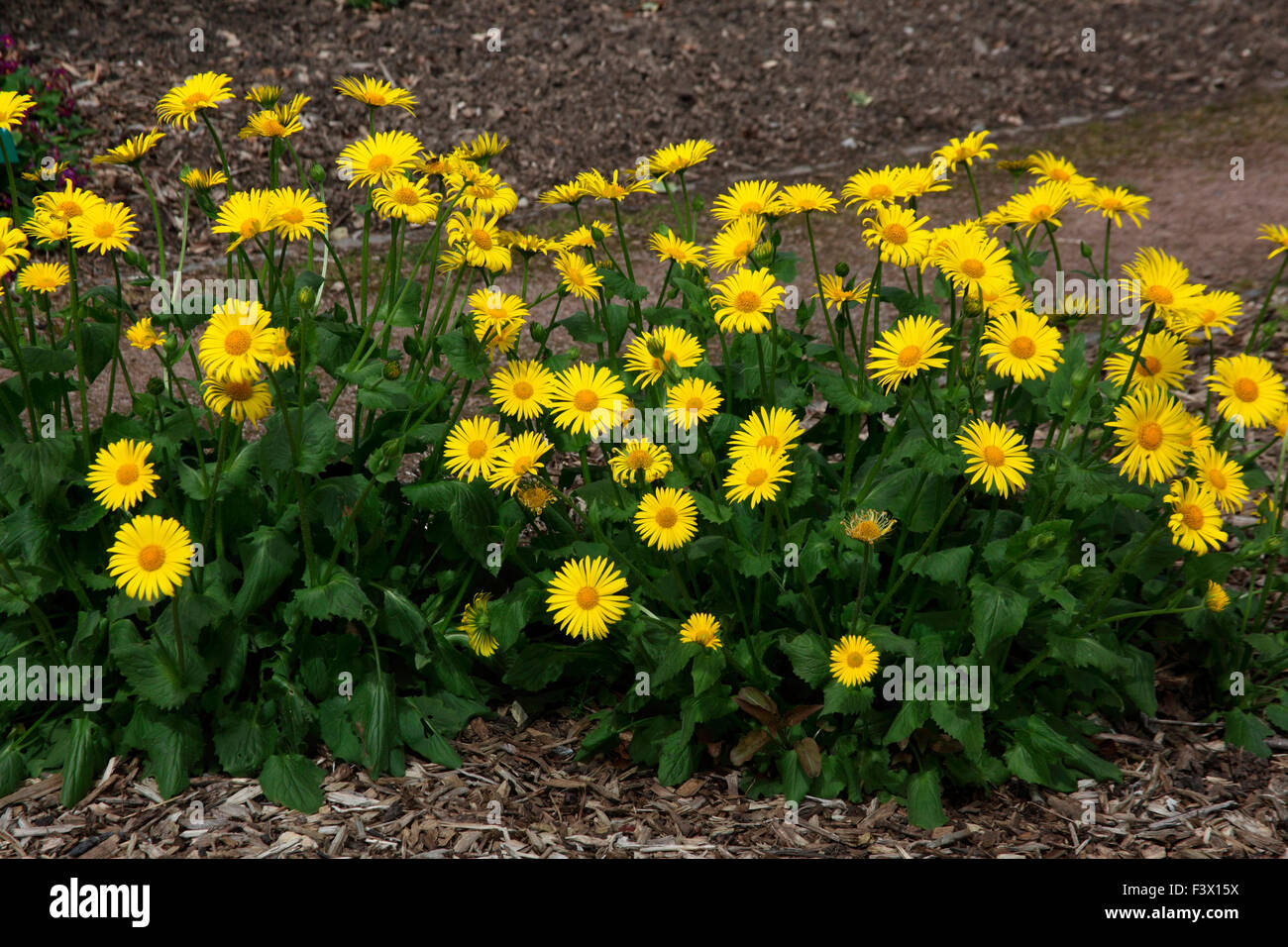 Doronicum x excelsum 'Harpers Crew' plants in flower Stock Photo