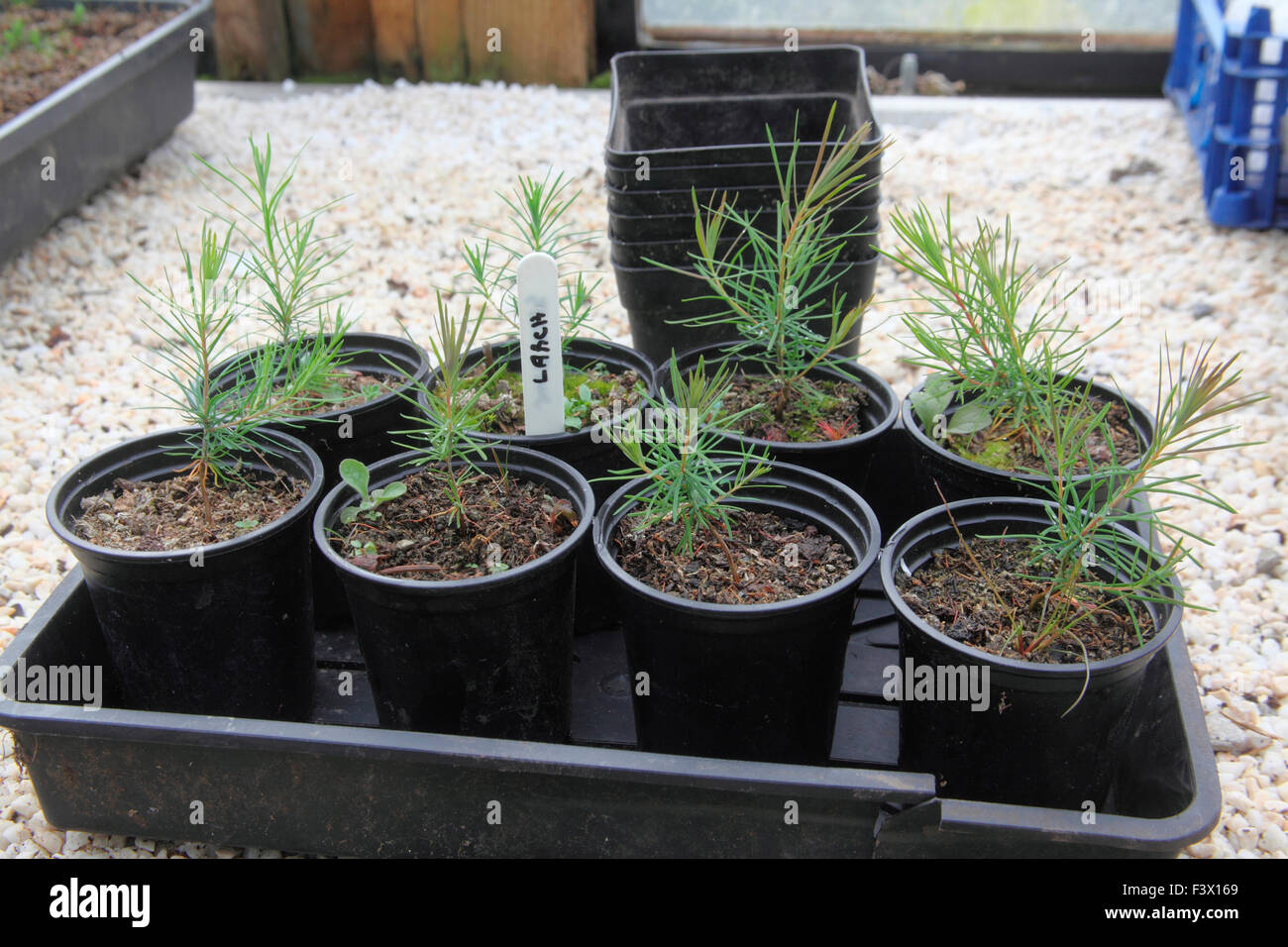 Larix decidua Larch seedling 9 month transplants growing on Stock Photo