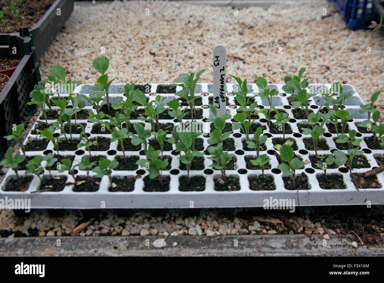 Brassica oleracea Cabbage seedlings growing in module tray on poly