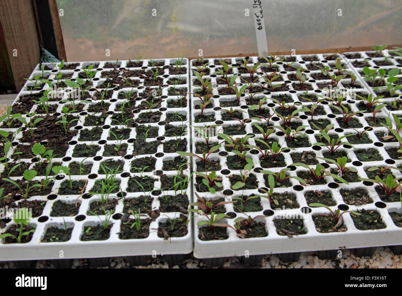 Beetroot,Parsnip and Carrot seedlings growing in module trays on poly tunnel staging Stock Photo