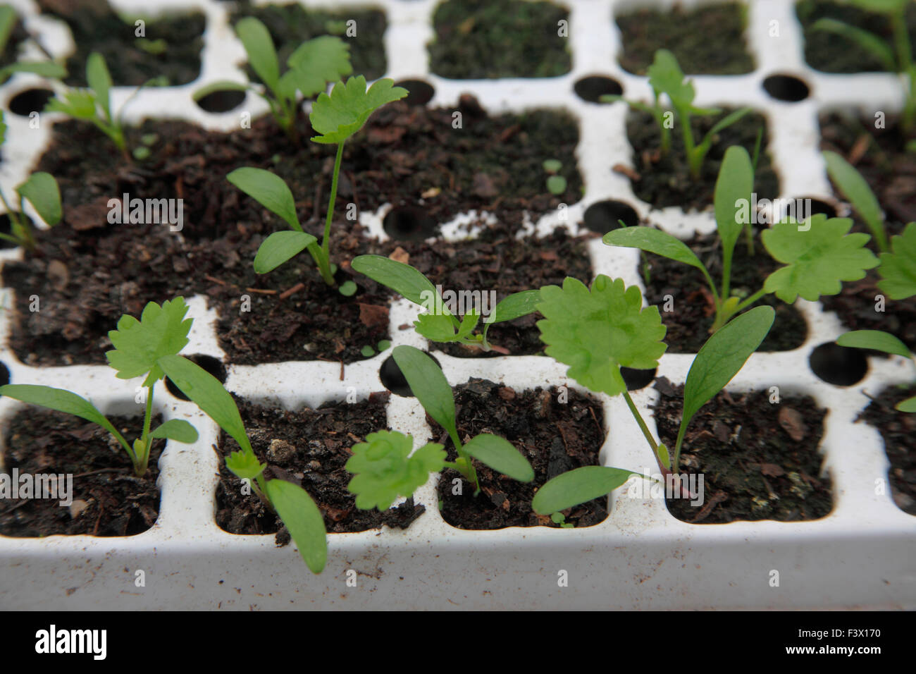 Pastinaca sativa Parsnip seedlings growing in module trays close up Stock Photo