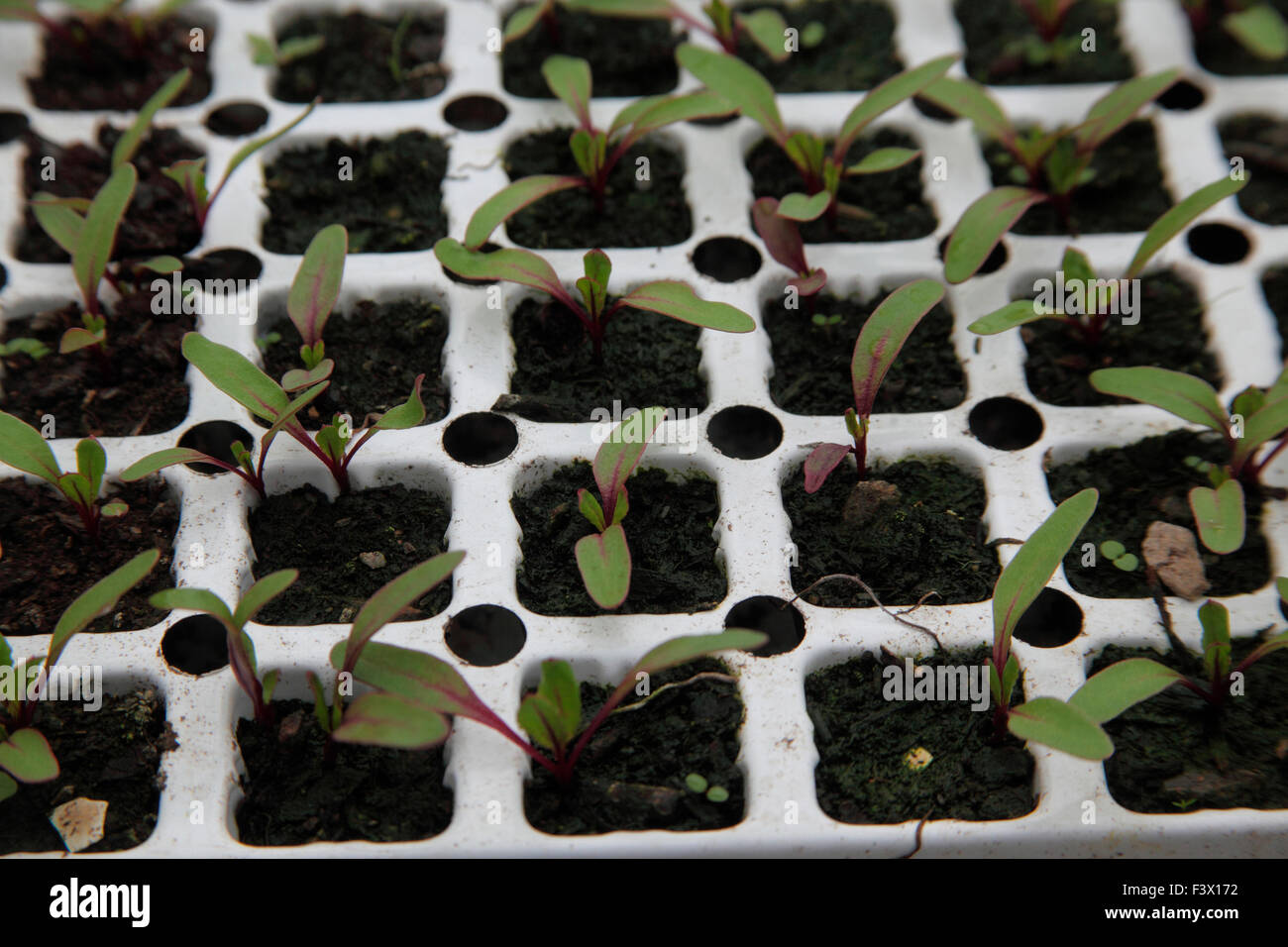 Transplanting beetroot seedlings Step 1 seedlings growing in single
