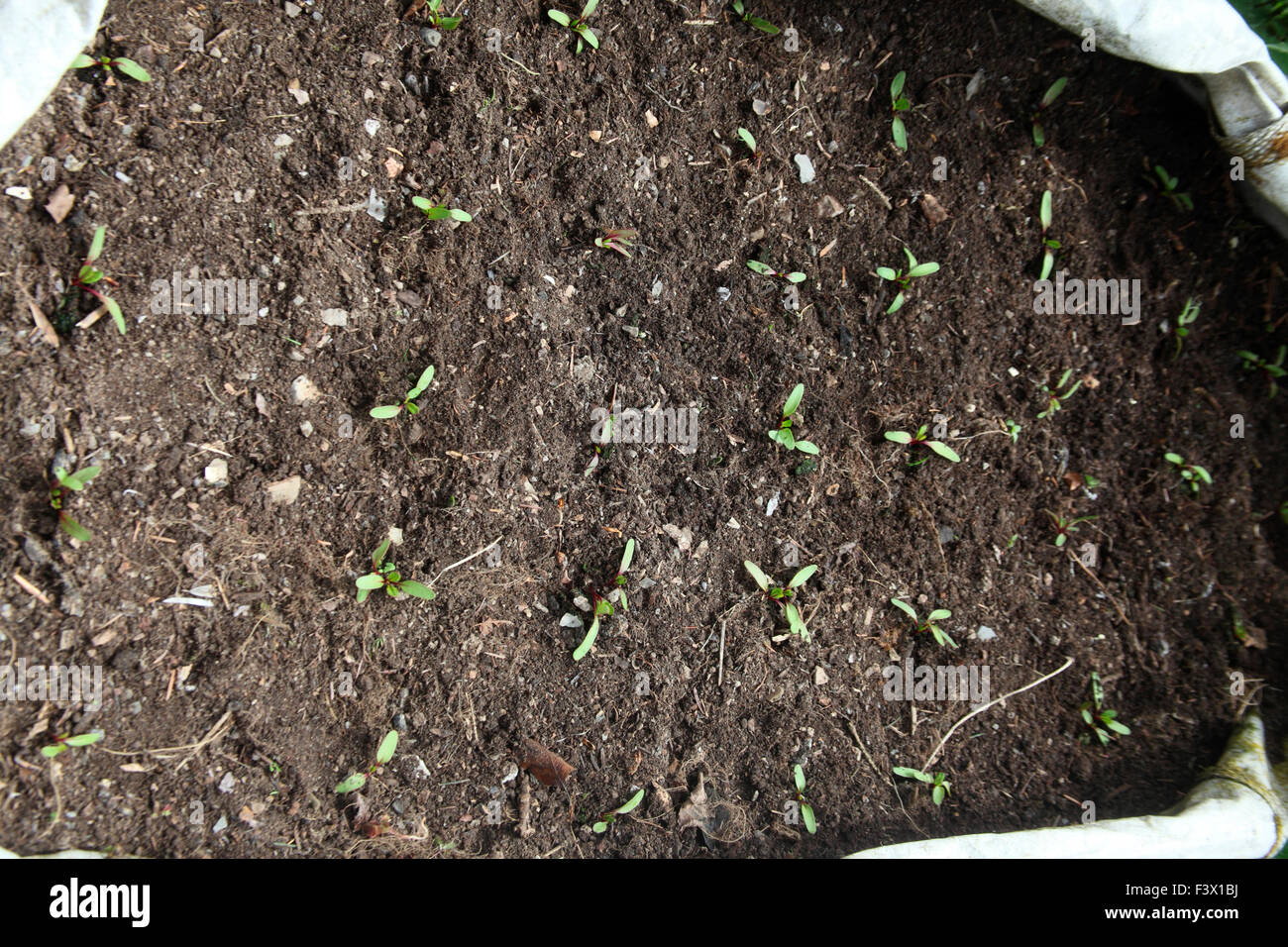 Transplanting beetroot seedlings step 8 Builders bag planted with