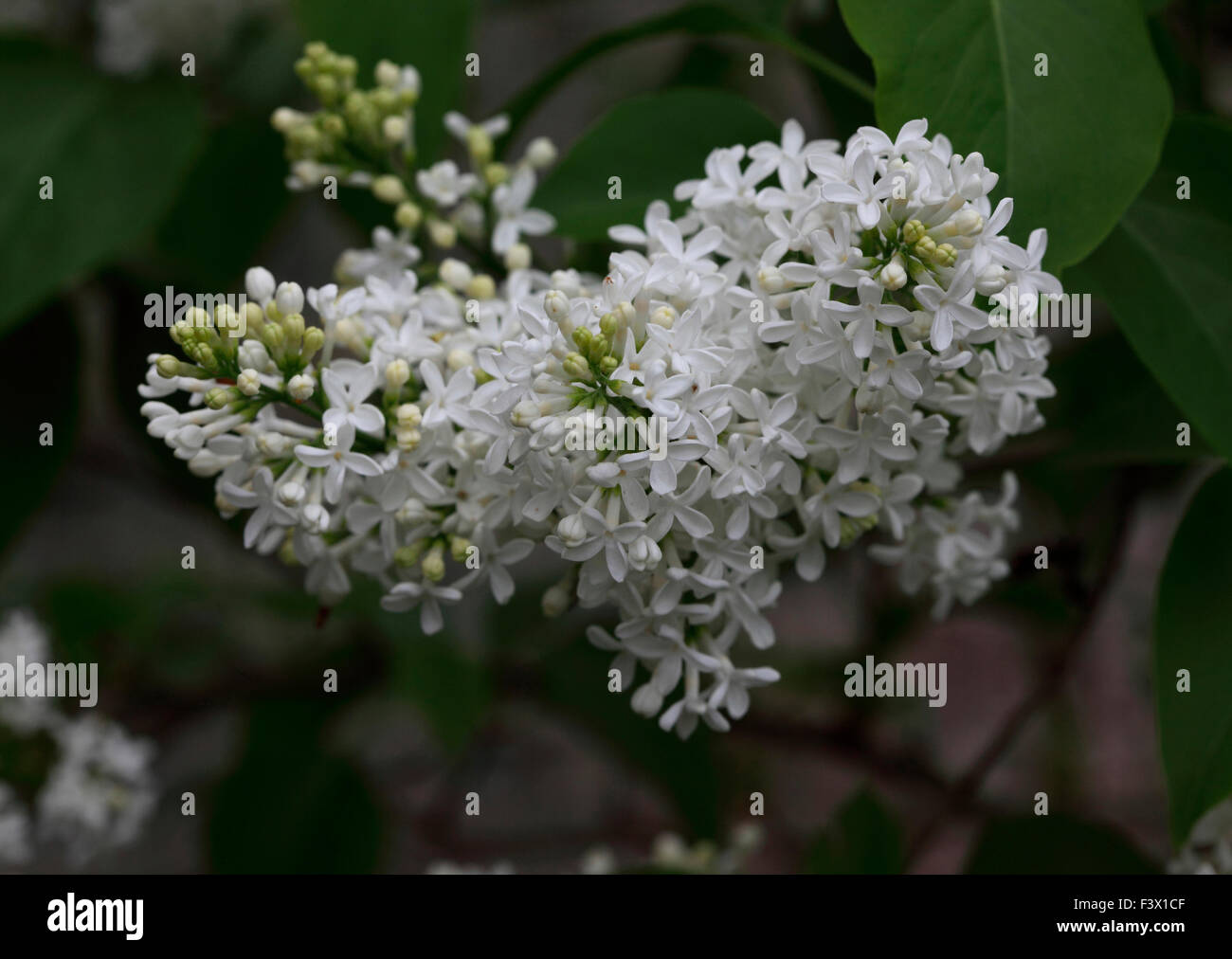 Syringa vulgaris 'Mme Lemoine' Lilac close up of flowers Stock Photo