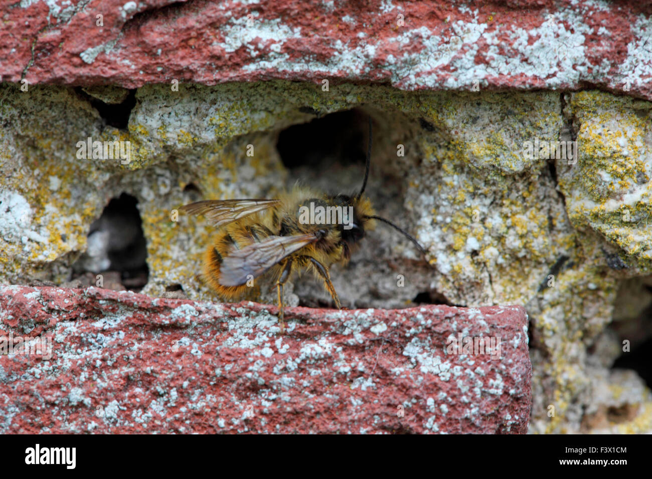 Masonry bee hires stock photography and images Alamy