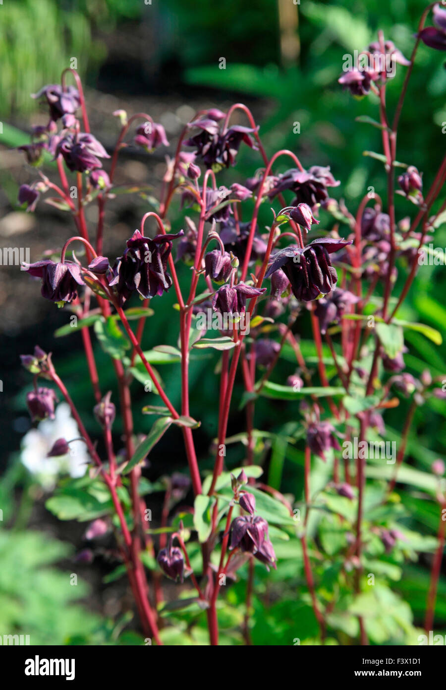 Aquilegia vulgaris 'Clementine Dark Purple' close up of flowers Stock Photo