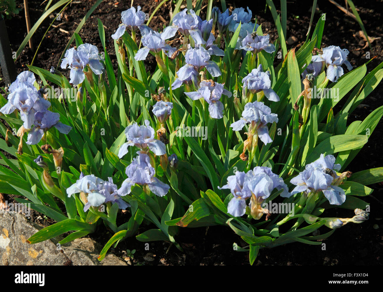 Iris 'Blue Denim' plants in flower Stock Photo