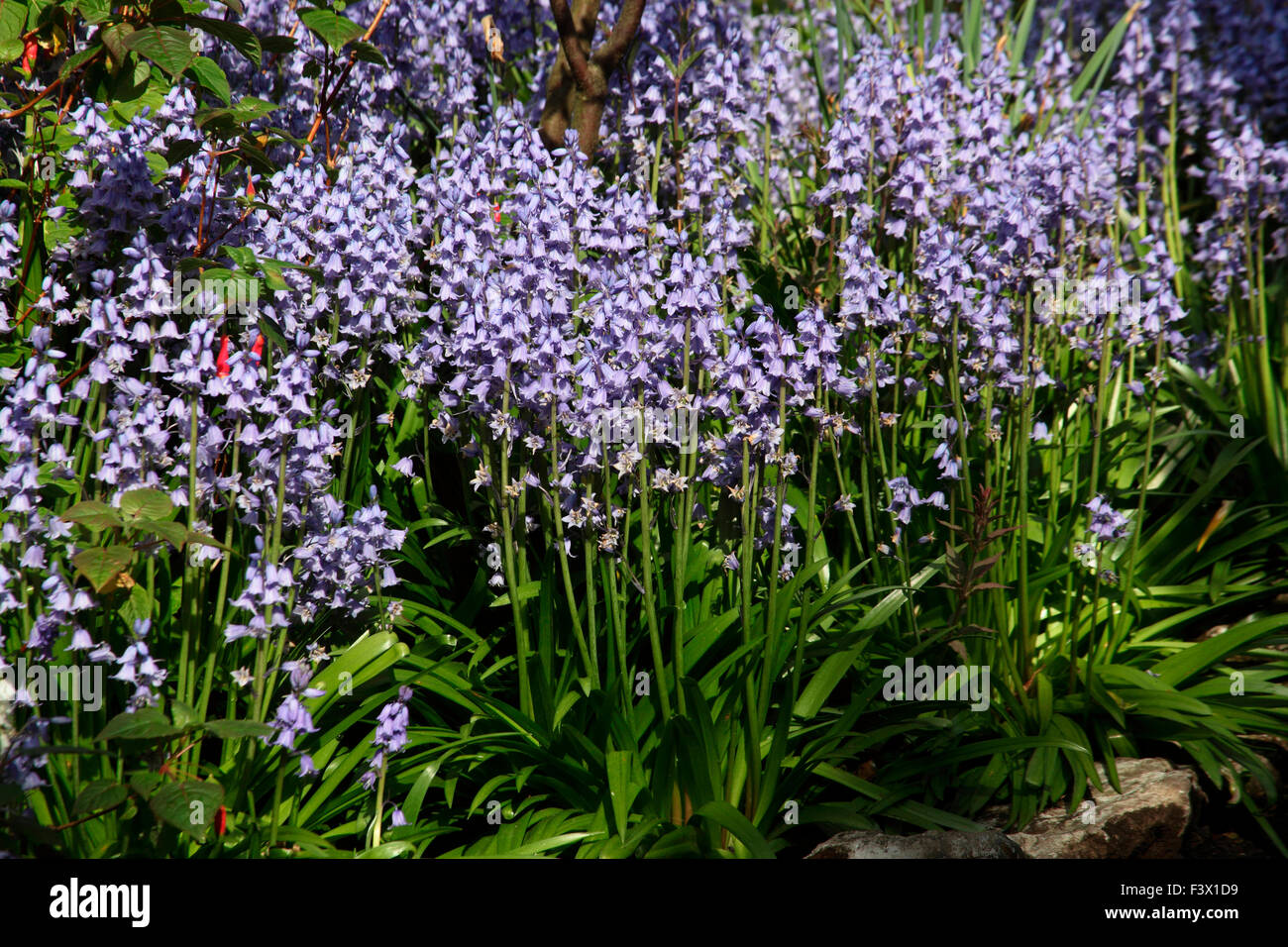 Hyacinthoides hispanica Spnish bluebells close up of flowers Stock Photo