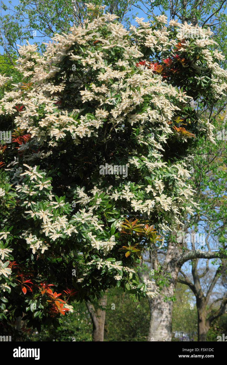 Enkianthus campanulatus albiflorus shrub in flower Stock Photo
