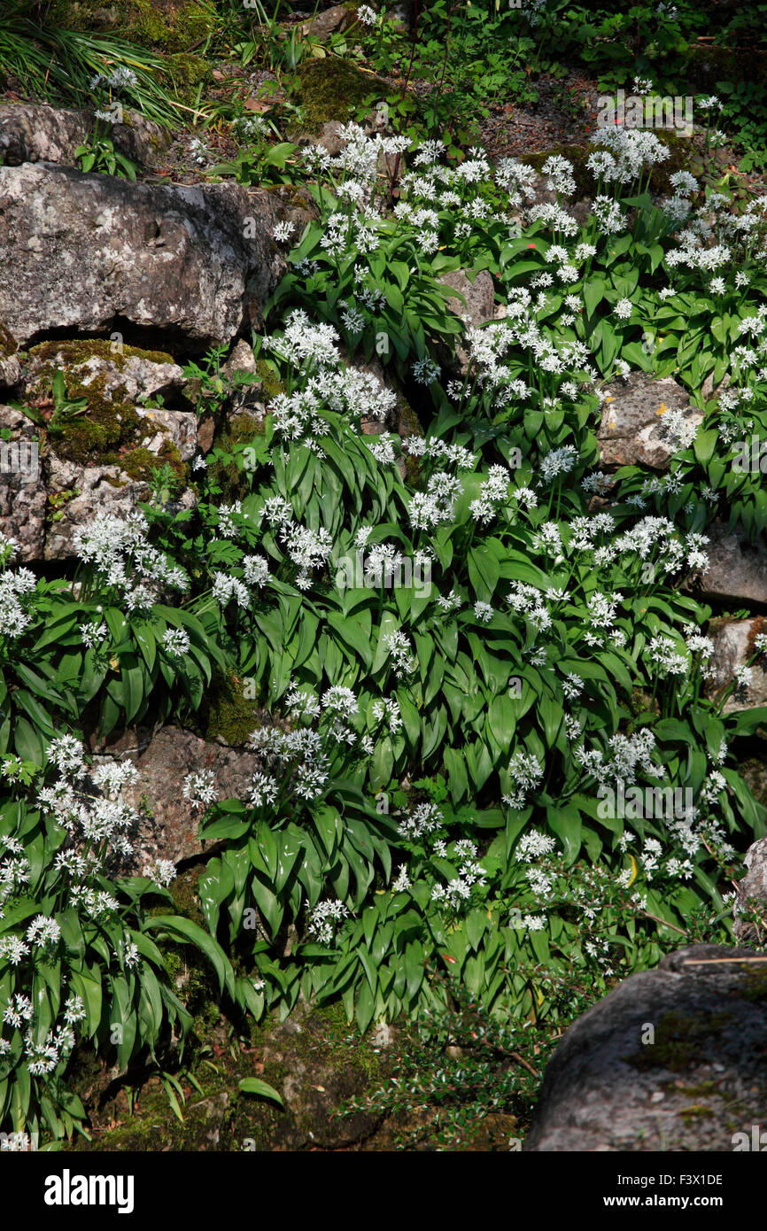 Allium ursinum Ramsons growing on limestone rockery Stock Photo