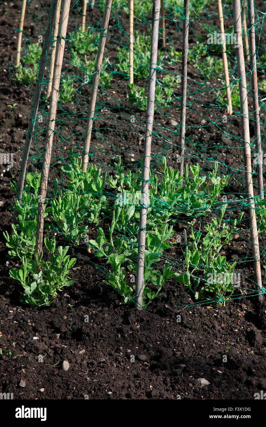 Sweet peas with cane and wire mesh tepee support Stock Photo Alamy