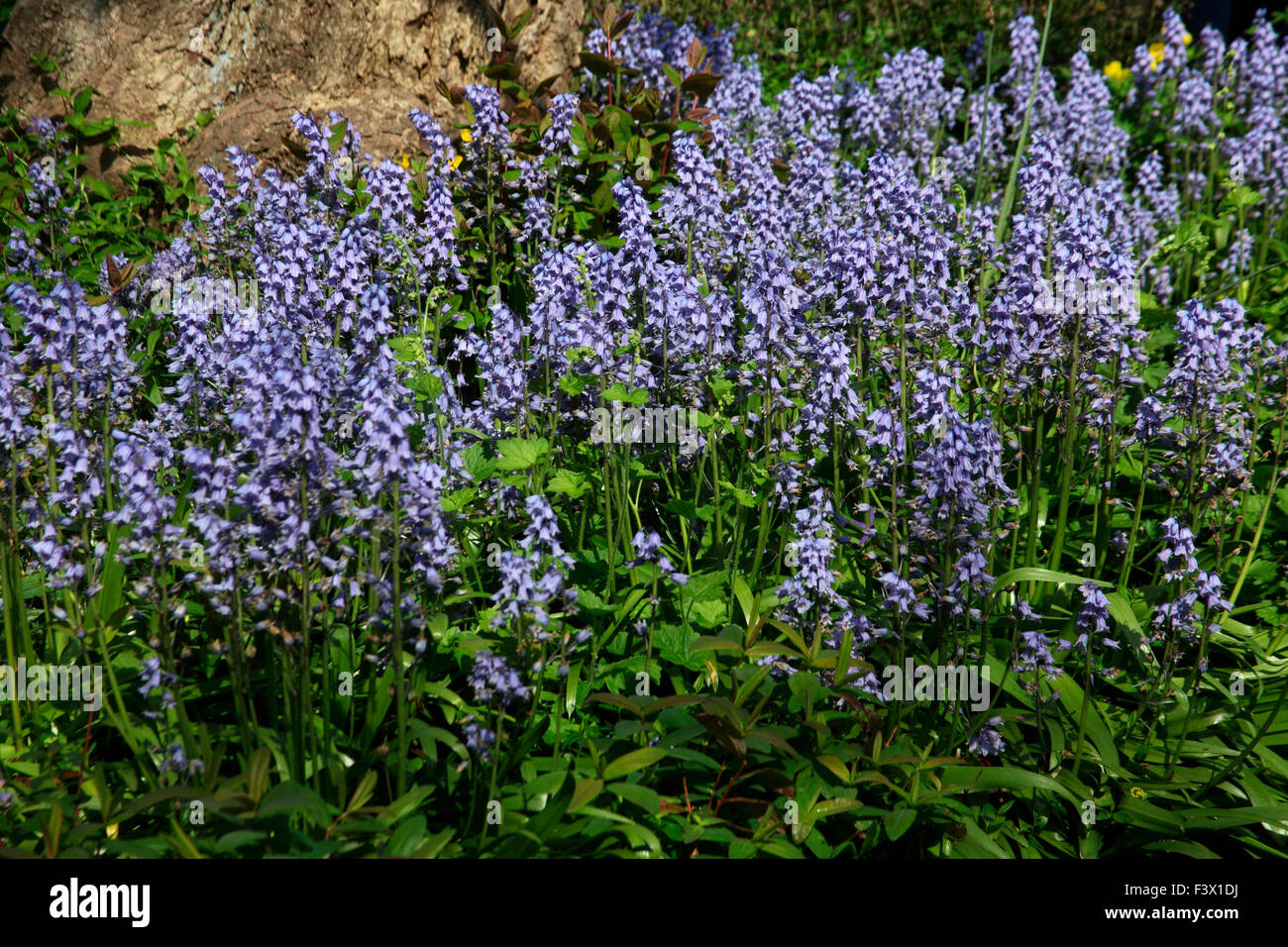 Hyacinthoides hispanica Spnish bluebells plants in flowers Stock Photo