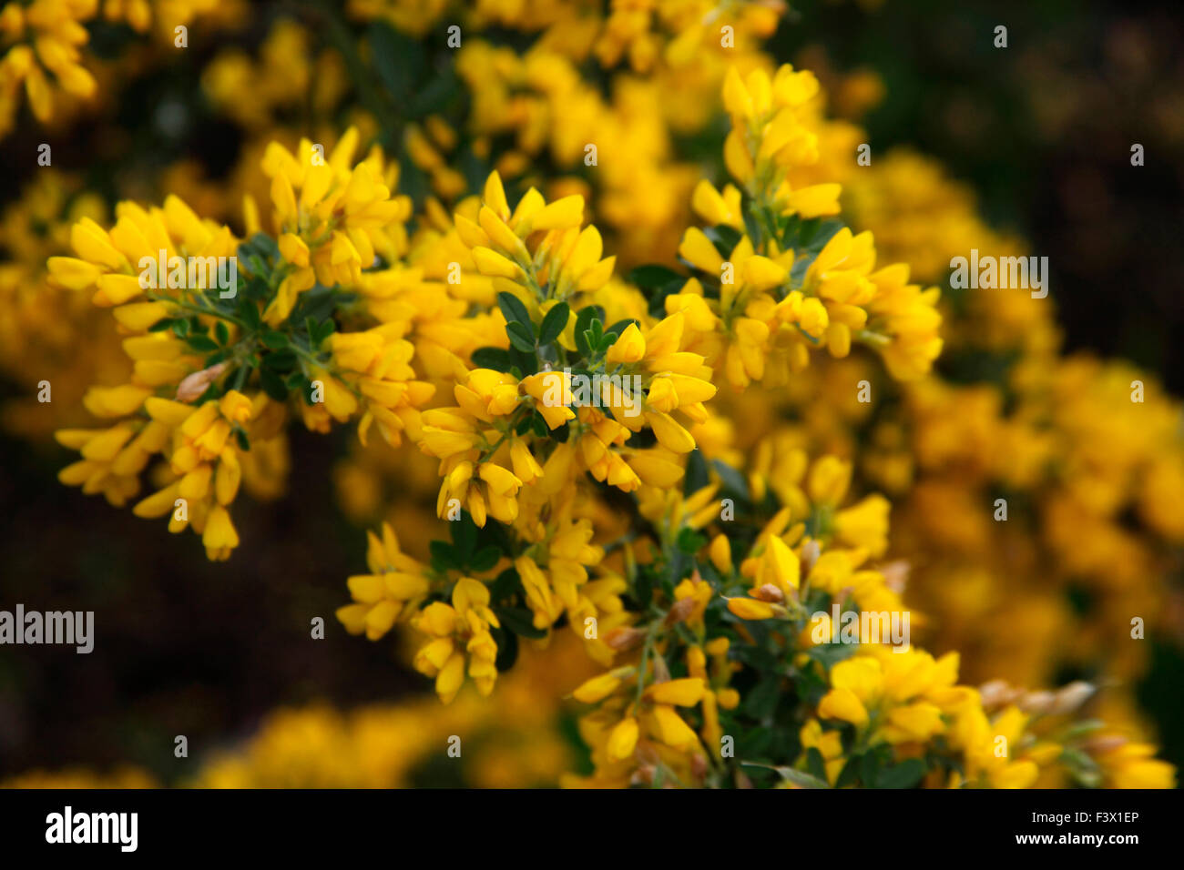 Genista 'Porlock' close up of flowers Stock Photo