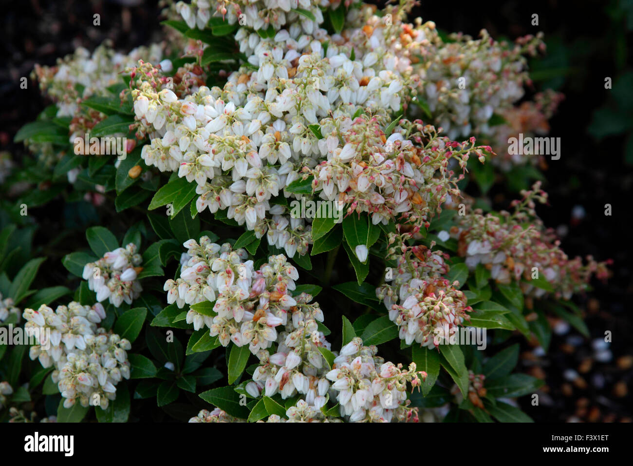 Pieris japonica 'Sarabande' close up of flowers Stock Photo