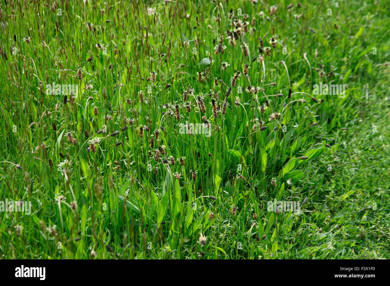 Plantago lanceolata Ribwort Plantain growing in grassland Stock Photo