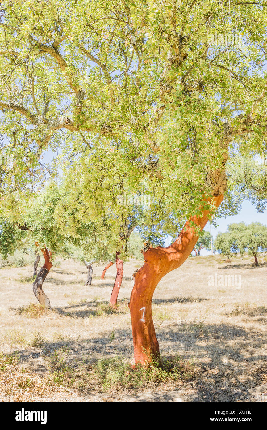 peeled cork oak, alto alentejo Stock Photo