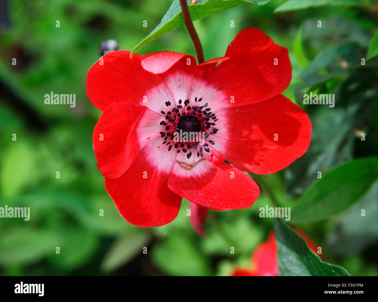 Anemone coronaria 'Hollandia' close up of flower Stock Photo