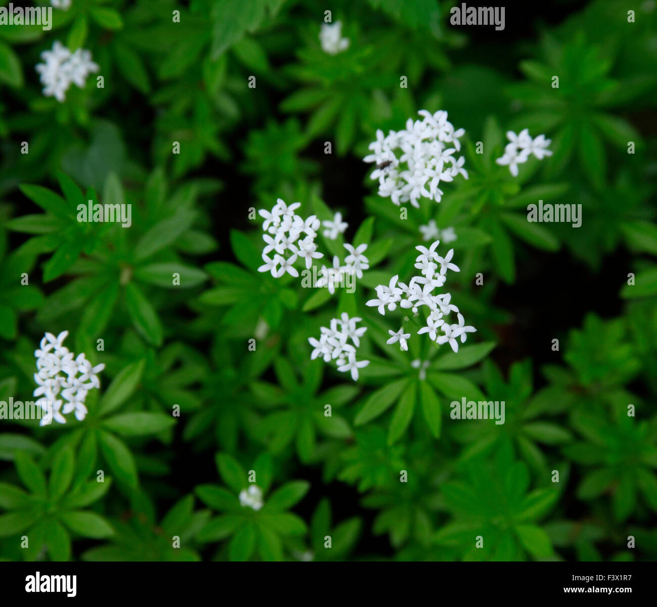 Geranium nodosum close up of flowers Stock Photo