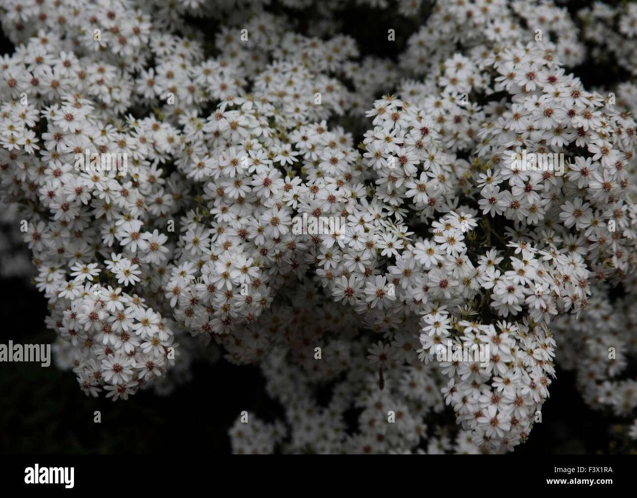 Olearia phlogopappa close up of flowers Stock Photo