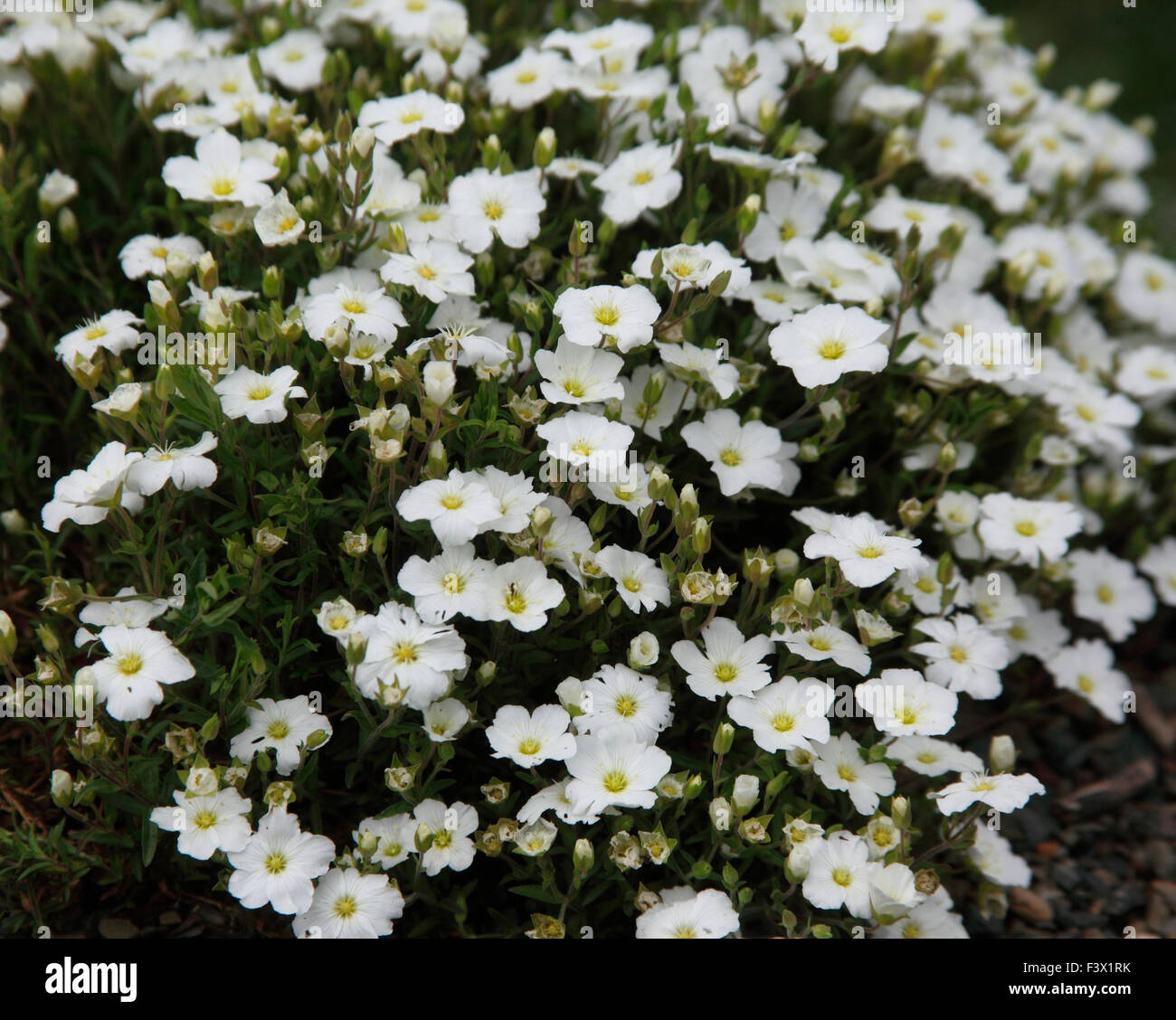 Arenaria montana plants in flower Stock Photo