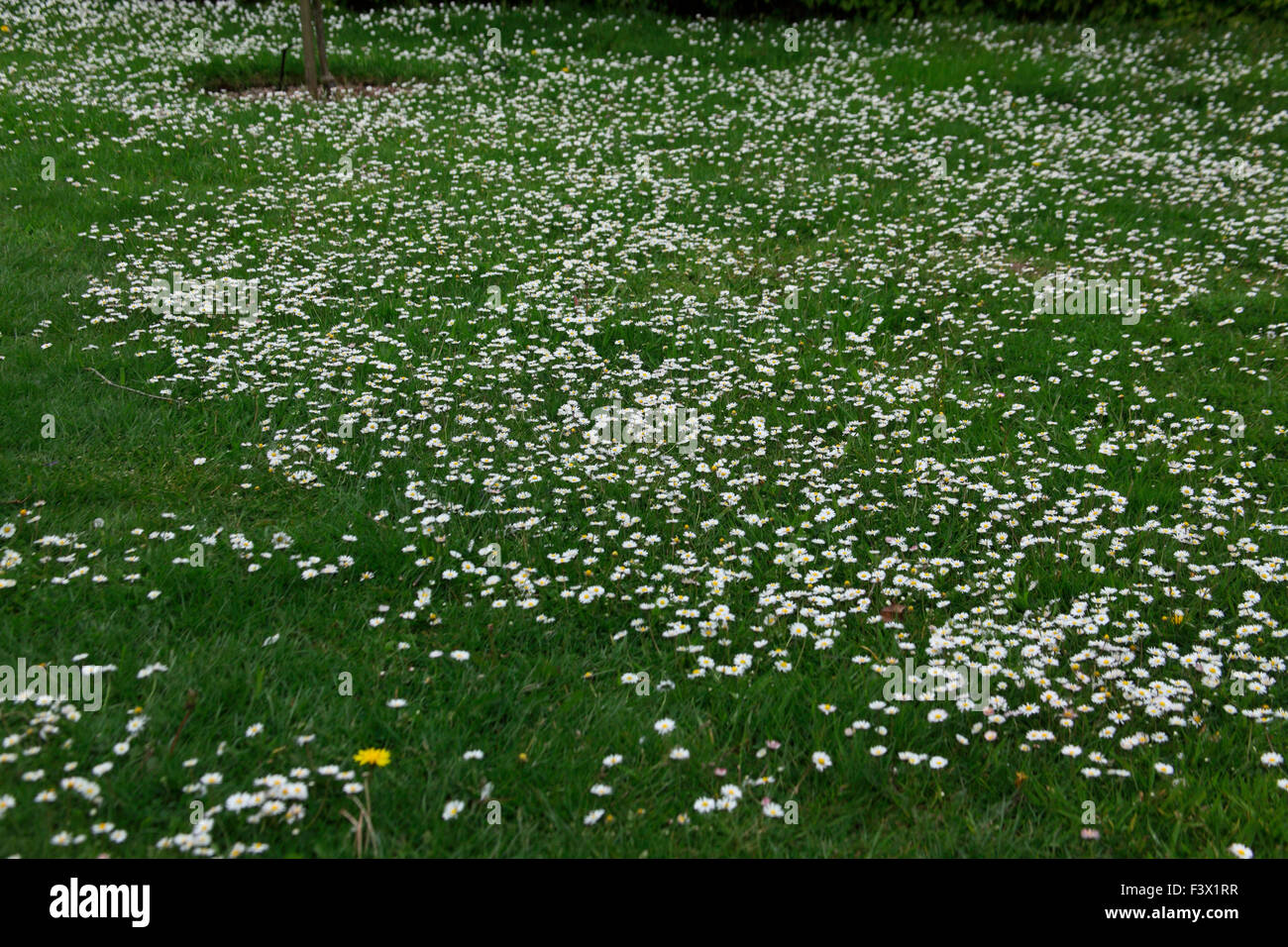 Bellis perennis Daisies growing in lawn Stock Photo Alamy