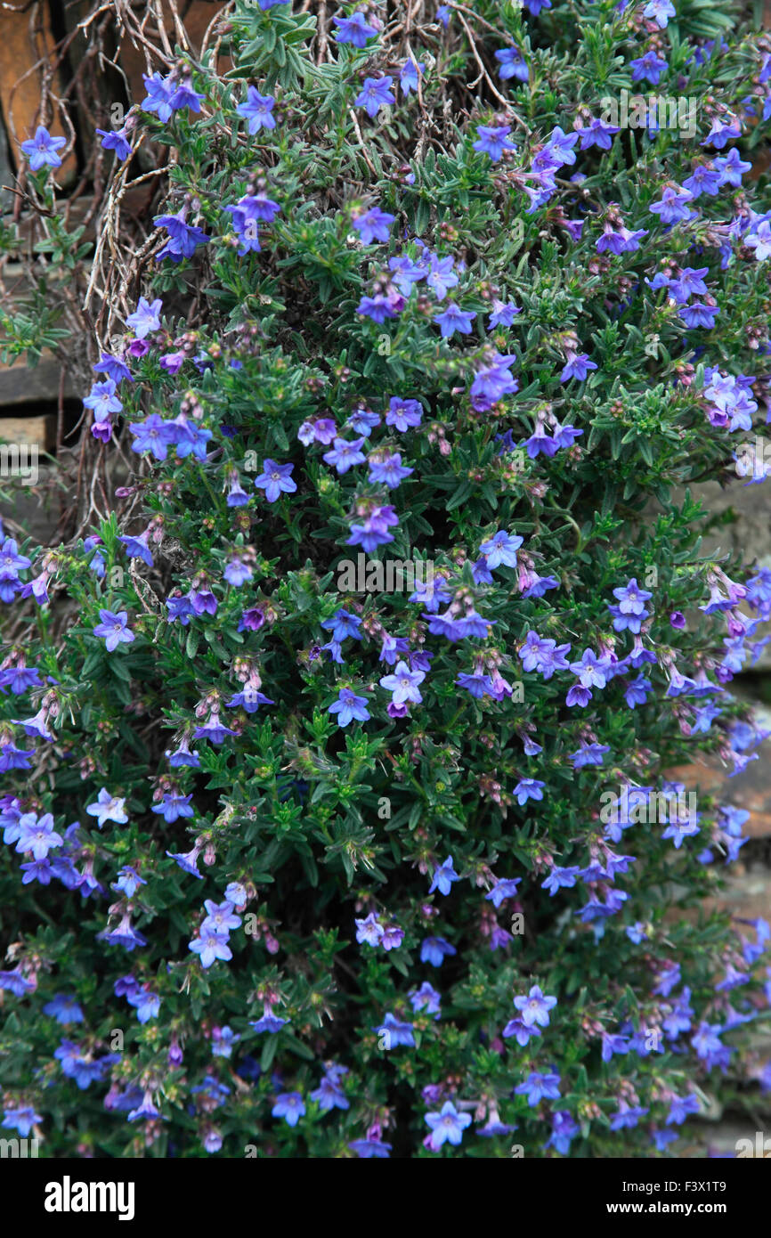 Lithodora diffusa 'Grace Ward' plant in flower Stock Photo