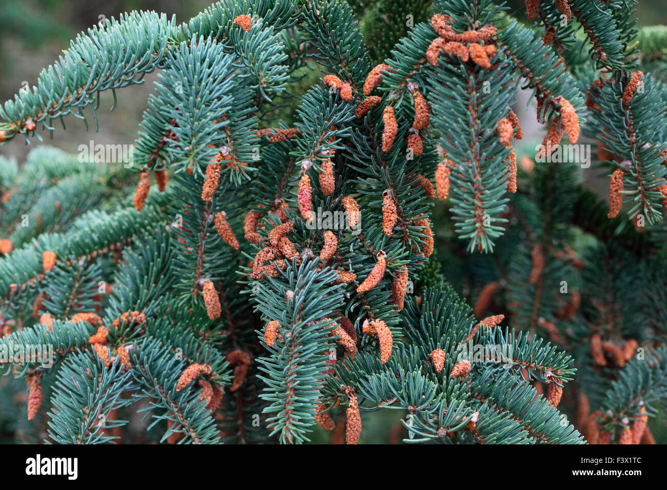 Picea koyamae tree with cones Stock Photo
