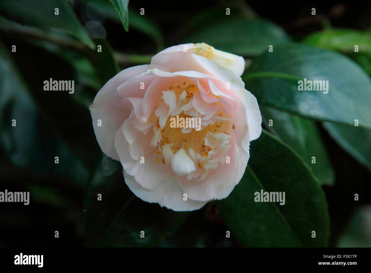 Camelia 'Mrs D W Davies' close up of flower Stock Photo