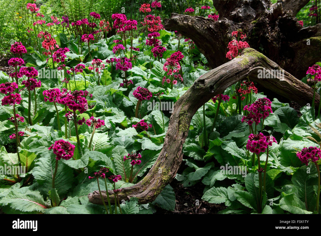 Mixed Primula in woodland setting Stock Photo