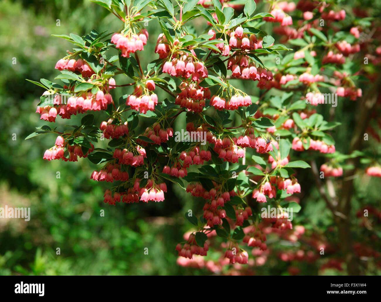 Enkianthus campanulatus 'Red Bells' shrub in flower Stock Photo