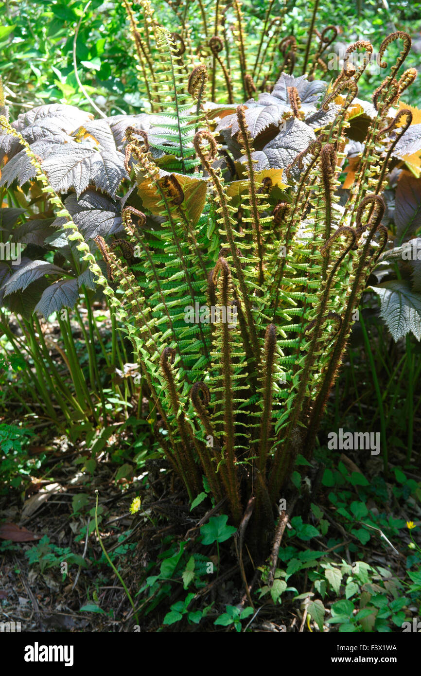 Dryopteris wallichiana close up of plant Stock Photo