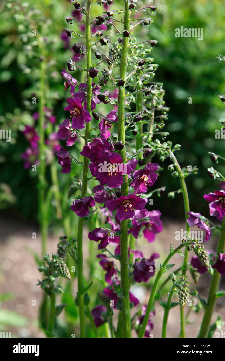 Verbascum phoeniceum 'Violetta' plant in flower Stock Photo