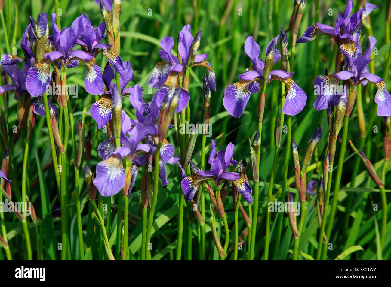 Iris sibirica 'Tycoon' plants in flower Stock Photo