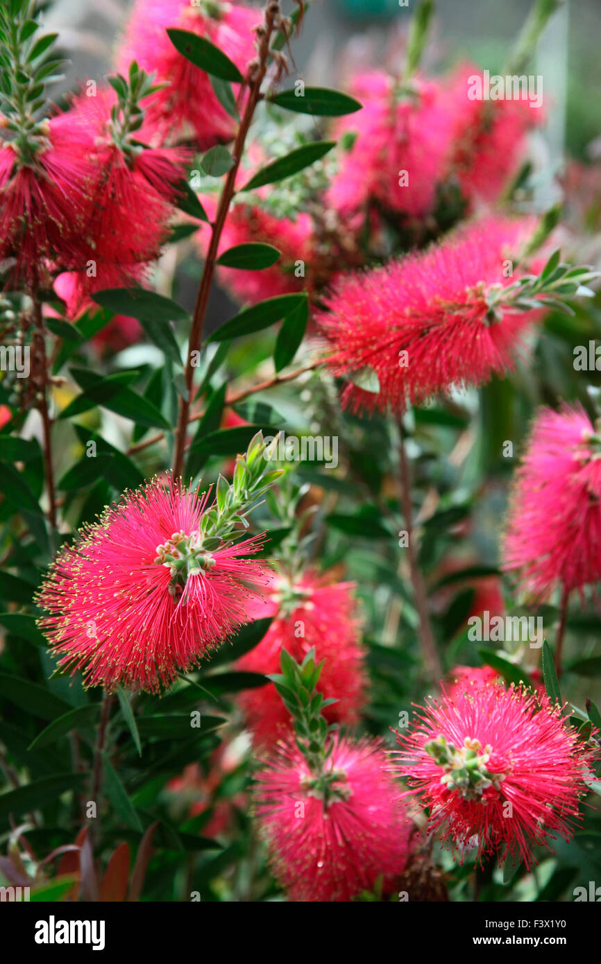 Purple Bottlebrush (Callistemon rugulosus 'Violaceus') 