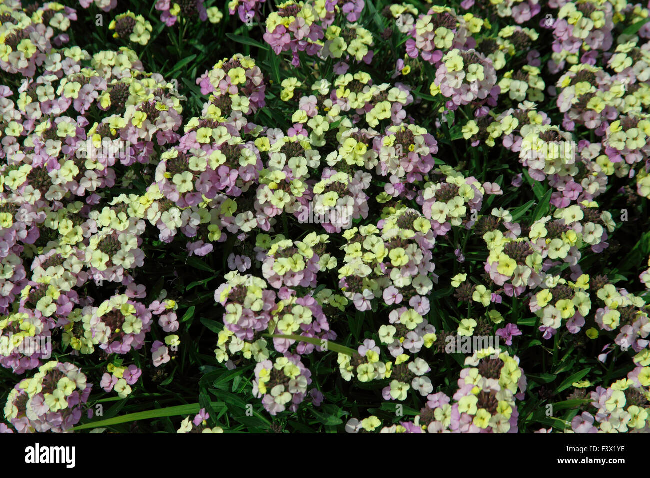 Erysimum 'Rysi Moon' close up of flowers Stock Photo