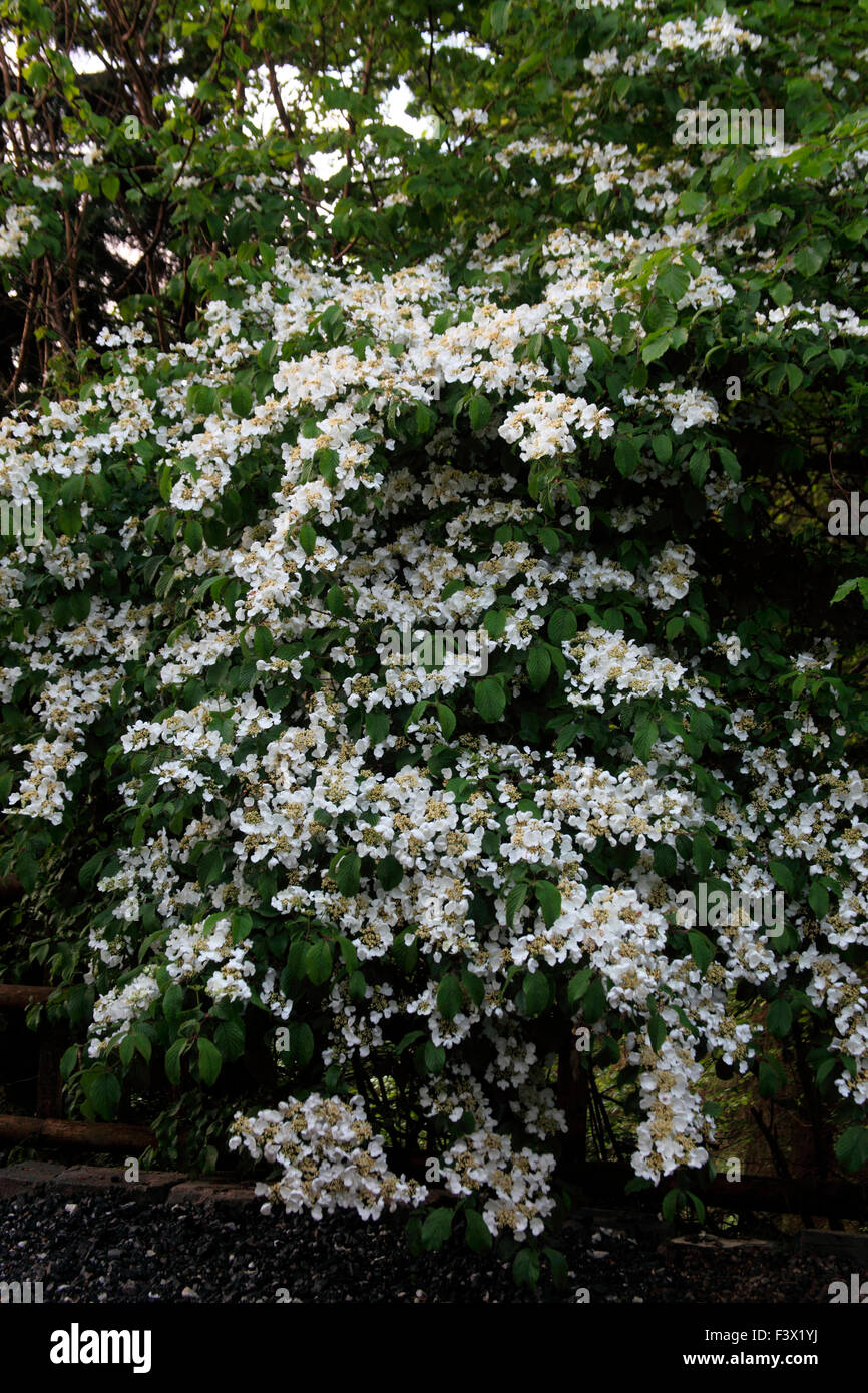 Viburnum plicatum var tomentosum 'Mariesii' shrub in flower Stock Photo