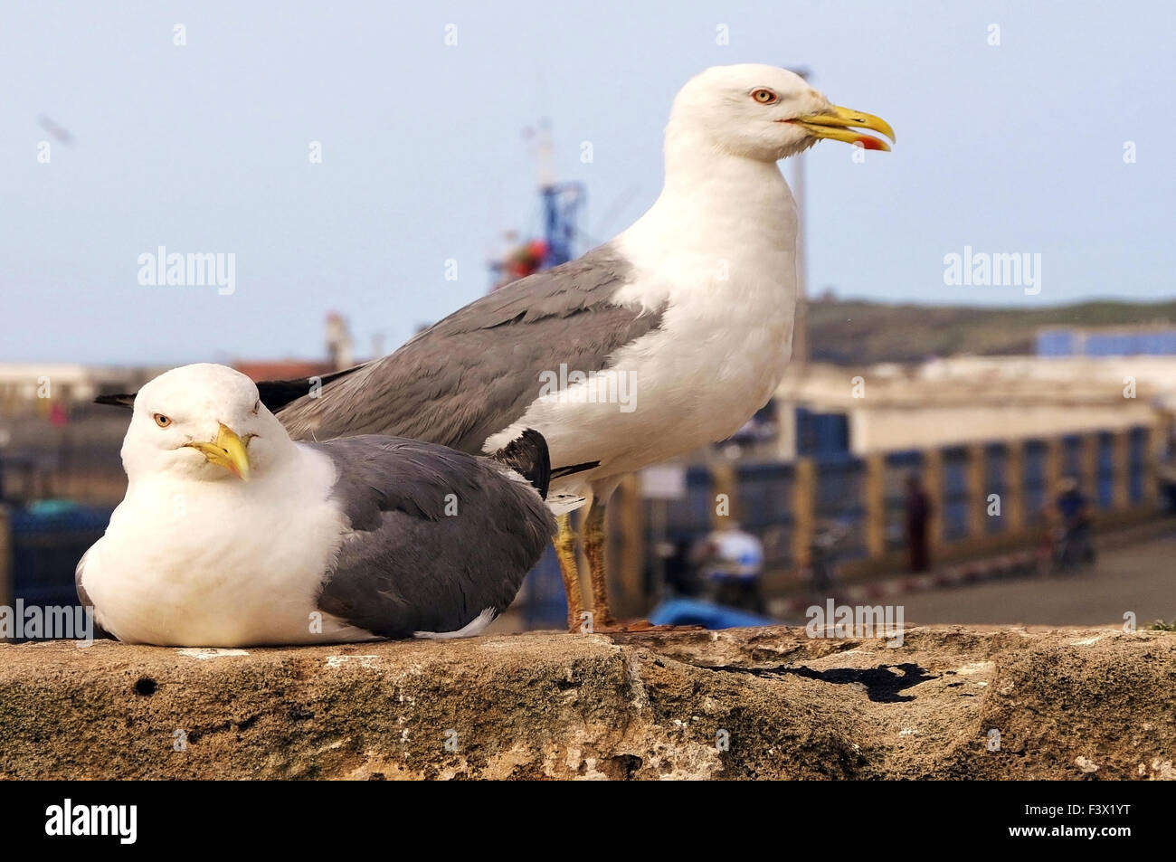 Morocco Essaouira harbor gulls Stock Photo