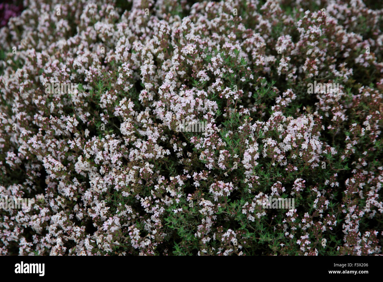 Thymus fragratissimus Orange scented thyme plant in flower Stock Photo