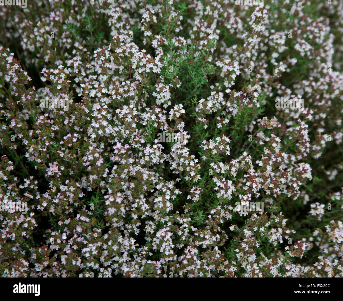 Thymus vulgaris Common thyme close up of plants Stock Photo Alamy
