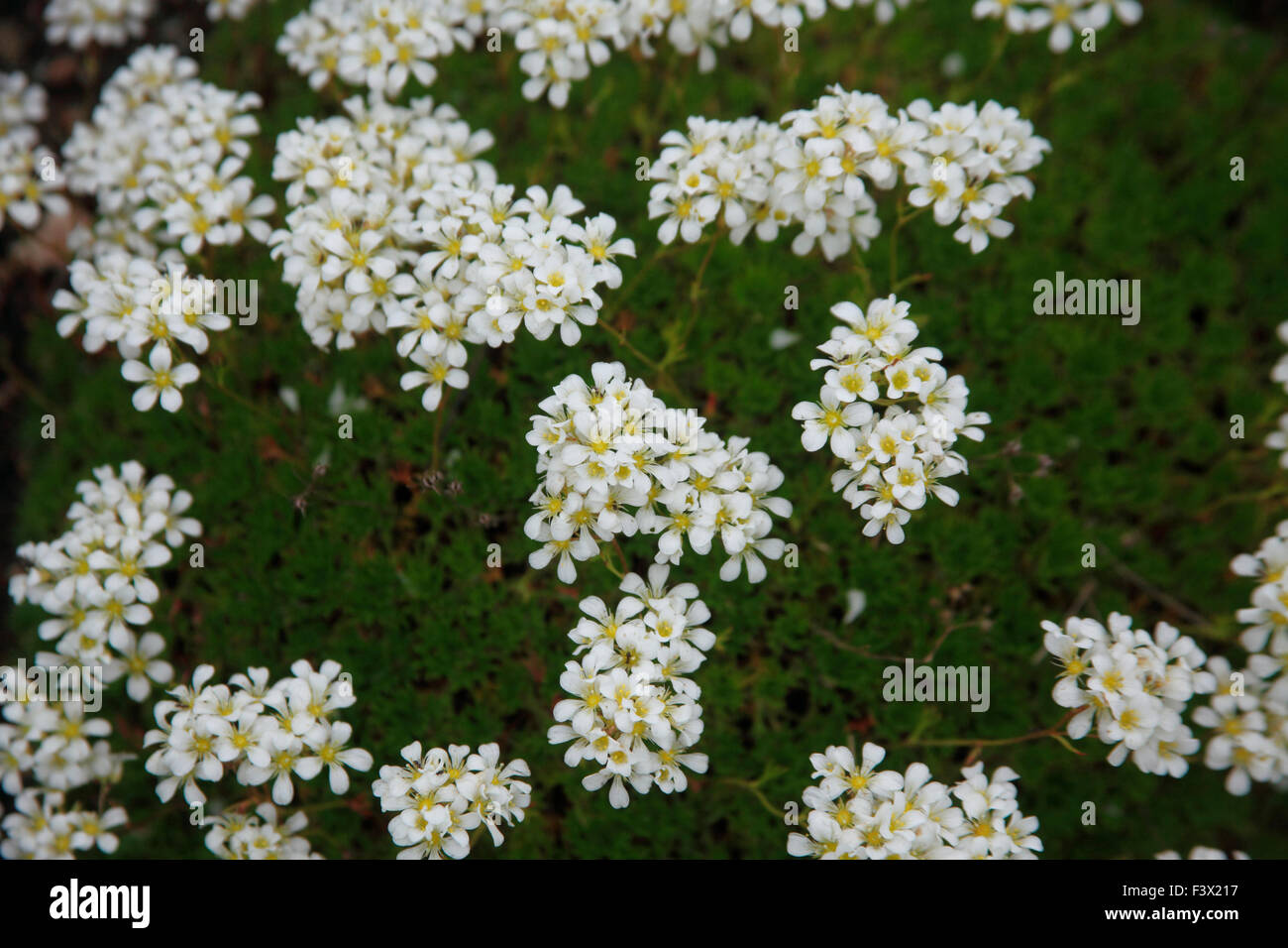 Saxifraga canaliculata close up of flowers Stock Photo