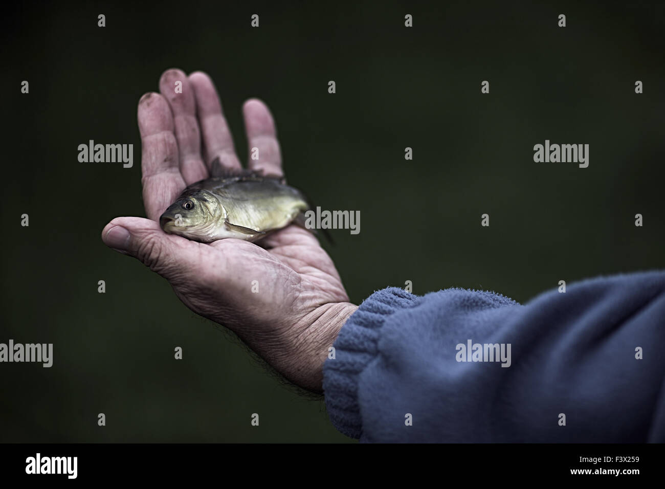 Small carp fish in the hand of a man Stock Photo